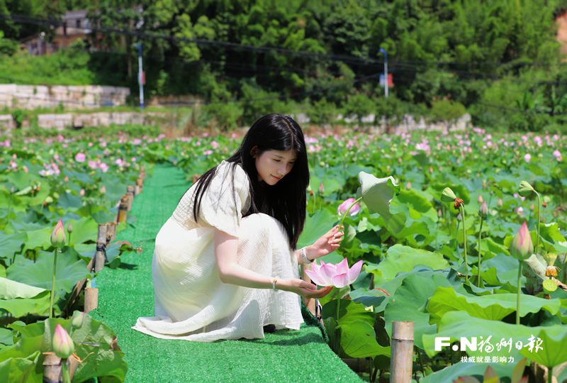 连江蓼沿朱公村大力发展“荷花经济” “莲”通致富路绘就新图景