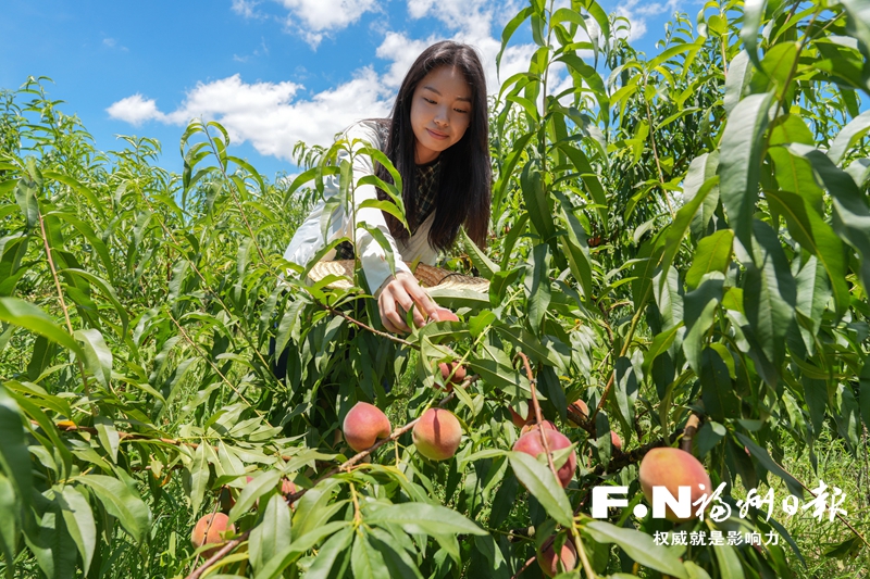 罗源霍口将山地优势转变为产业优势“一村一品”激发畲乡活力